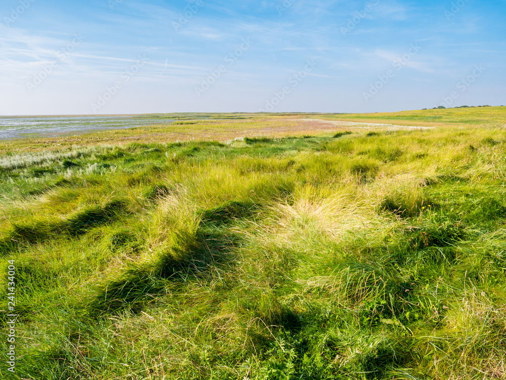 Saltmarsh with grass in coastal nature reserve on Schiermonnikoog, Friesland, Netherlands