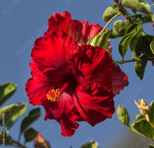 Red hibiscus flower