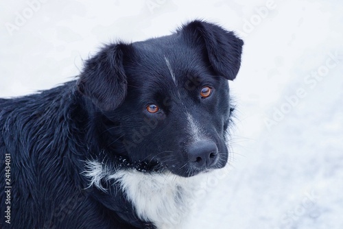 head of a black big dog on a background of white snow