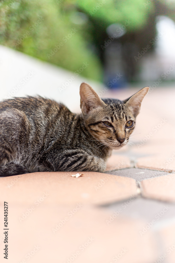 Cute cat lying on the street , cat closed one eye.