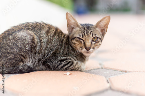 Cute cat lying on the street , cat closed one eye.