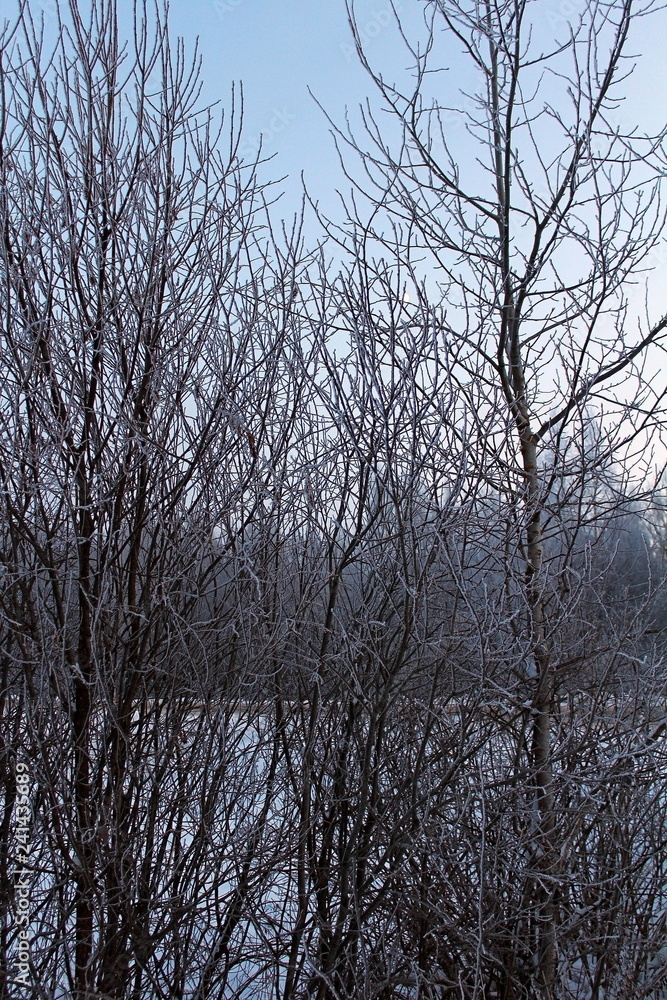 the image of trees and shrubs covered with frost in winter, frosty, clear day. great illustration of wildlife the image of trees and shrubs covered with frost in winter, frosty, clear day. great illustration of wildlife