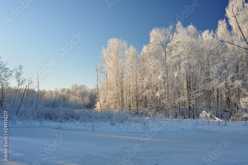 Winter forest in the Noth of Russia