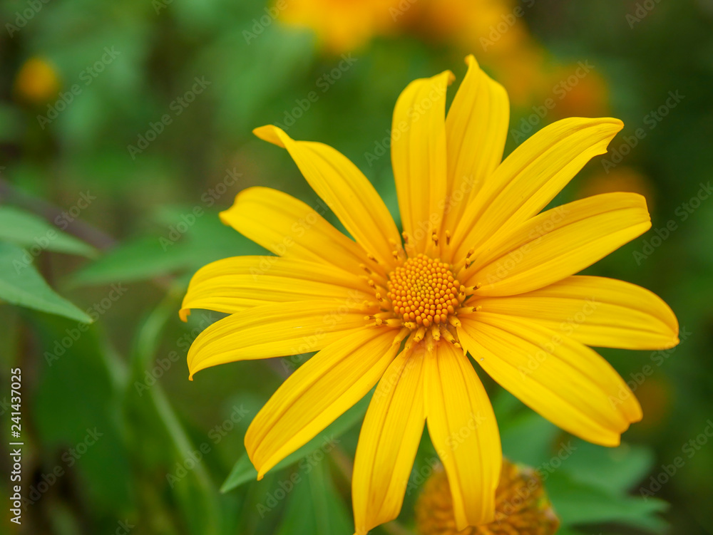 beauty Mexico sunflower beauty Mexico sunflower