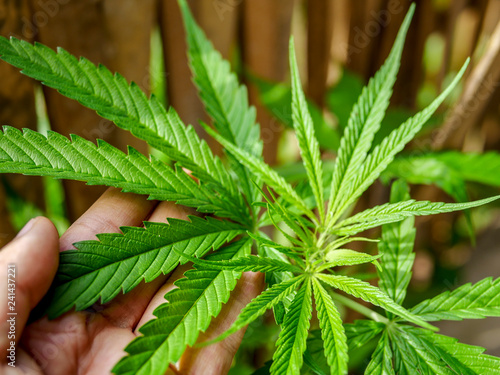 hand touching cannabis plant 