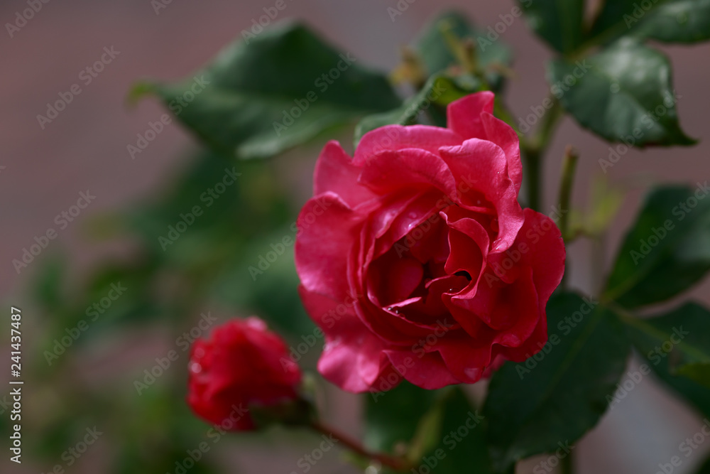 Pink flower Pink flower