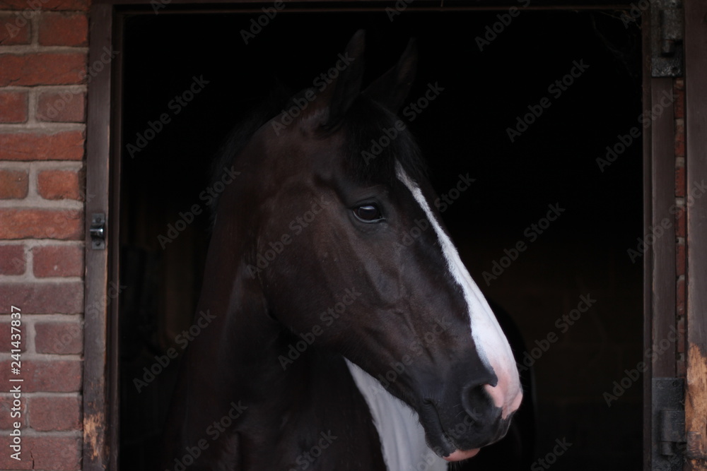 Fototapeta premium horse in stable