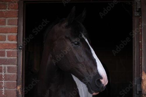 horse in stable © James