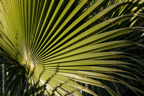 Palm tree leaf