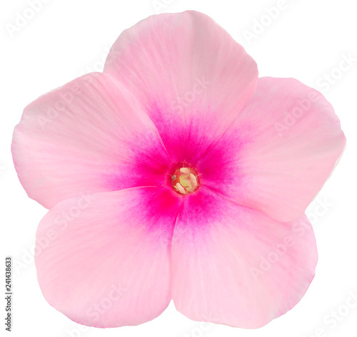 Phlox pink flower isolated