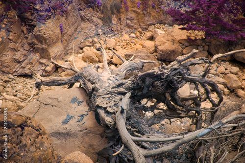 The dead tree lies across the bed of the dried river.