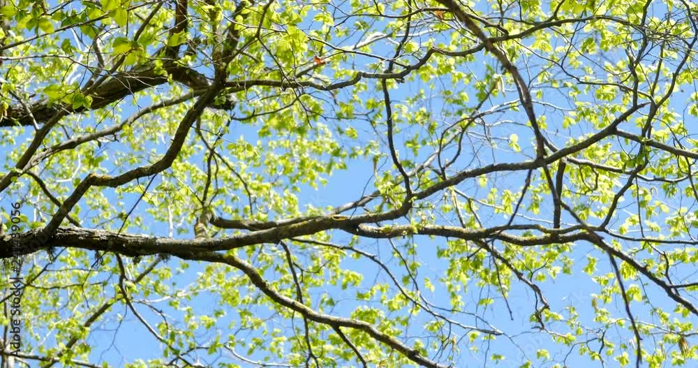 Blooming silver poplar. Silver poplar tree in spring. Blooming silver poplar. Silver poplar tree in spring.