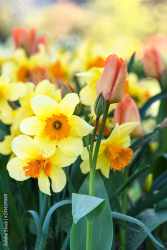 Fototapeta Naklejka Na Ścianę i Meble -  Tulips and daffodils in yellow, orange colors arrangement in park. Selective focus.