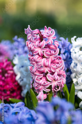 Beautiful pink hyacinth in the hyacinths flower bed. Nature springtime background. 