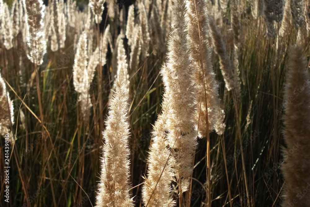 Stems of reeds, under sunlight, towards evening.