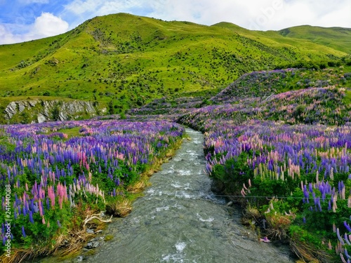 Blumenwiese in Neuseeland