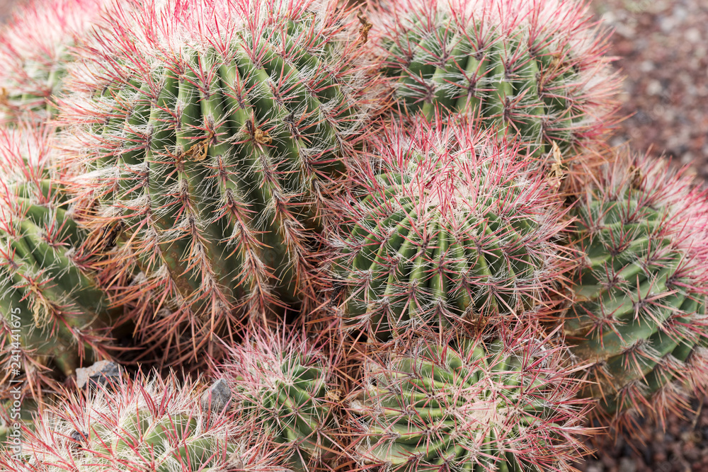 Closeup cactus in a botanical garden. Fuerteventura. Canary Islands Closeup cactus in a botanical garden. Fuerteventura. Canary Islands