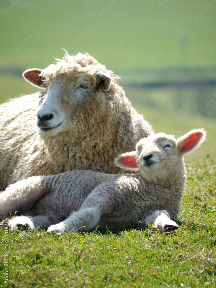 Mother ewe and lamb at Abbotsbury, Dorset Mother ewe and lamb at Abbotsbury, Dorset