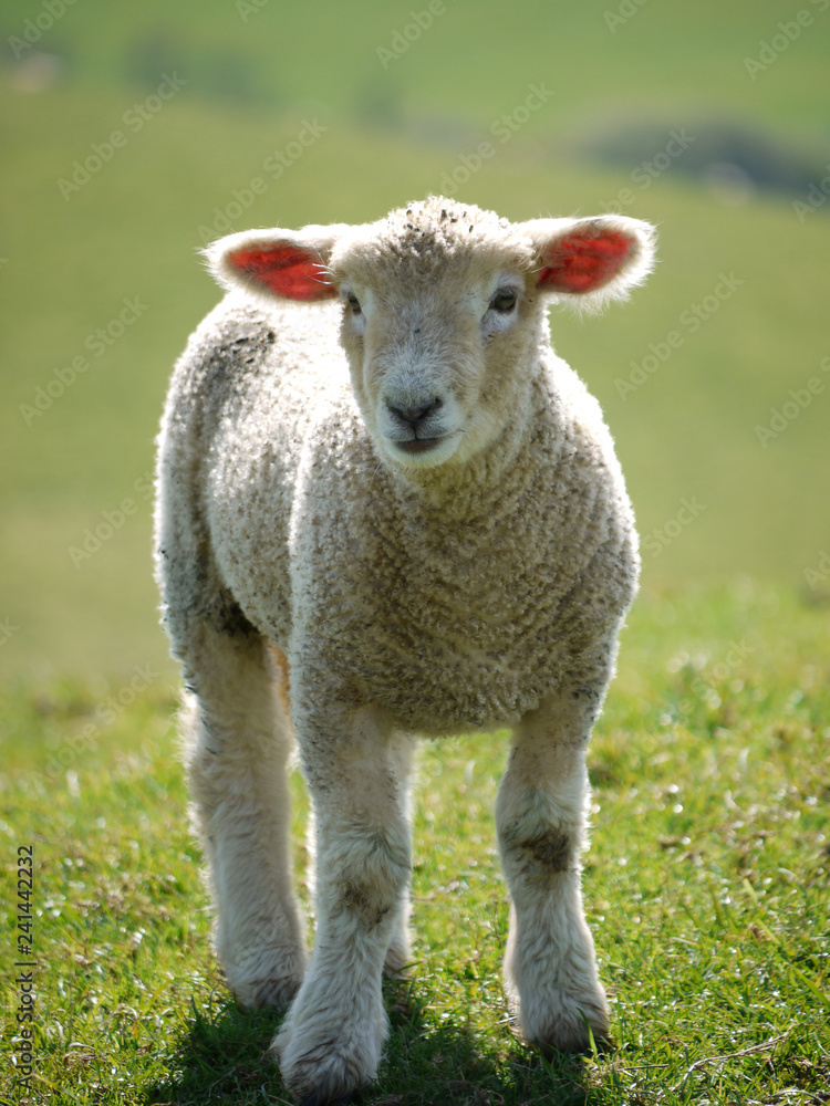 Lamb at Abbotsbury, Dorset Lamb at Abbotsbury, Dorset