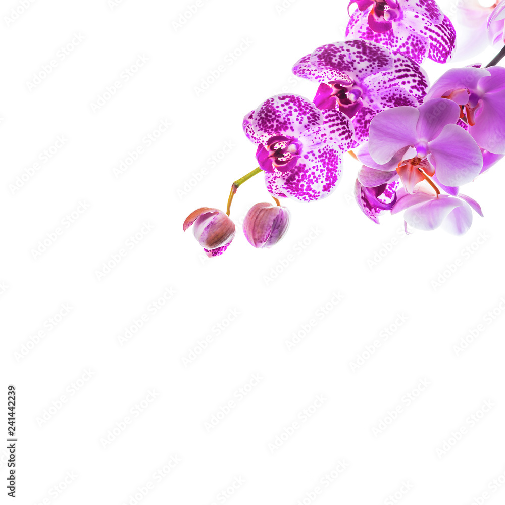 Fototapeta premium Orchid Flowers Isolated on White Background with Copy Space. Selective focus.