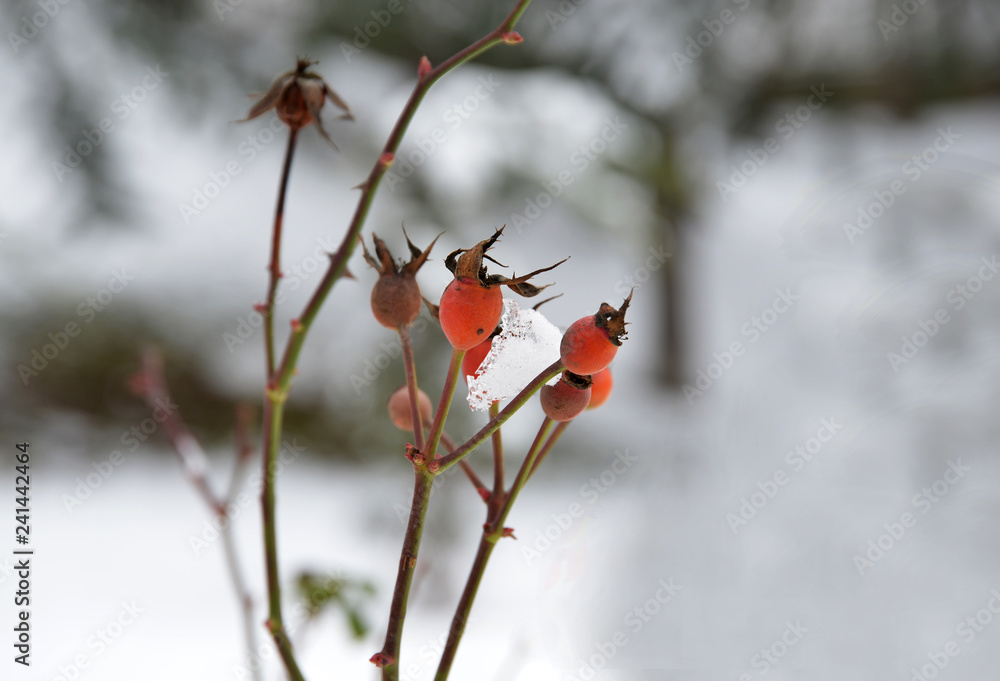 red berries in the snow