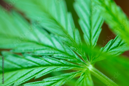 close up on cannabis marijuana leaf 