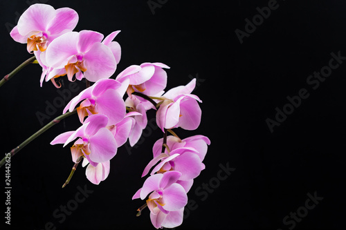 Orchid Flowers on Black Background with Copy Space. Selective focus.