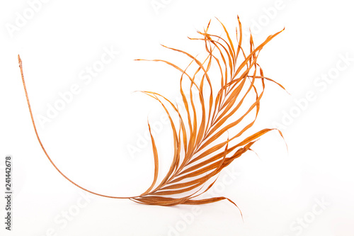 Dried flower leaf   isolated on white background.