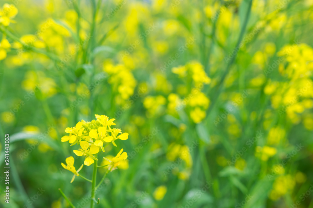 Yellow oilseed rape blossom