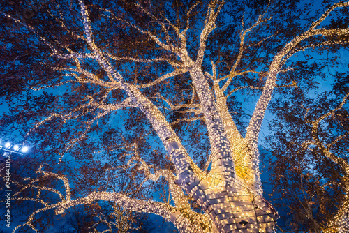 Canvas Print Chrismas markets at Rathausplatz in Vienna, lighted ornate tree in the middle of