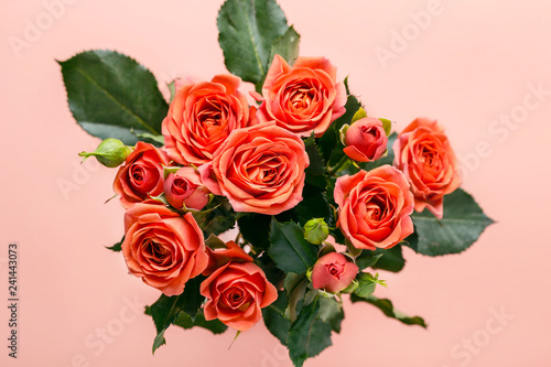 Bouquet of beautiful coral roses on a pink background