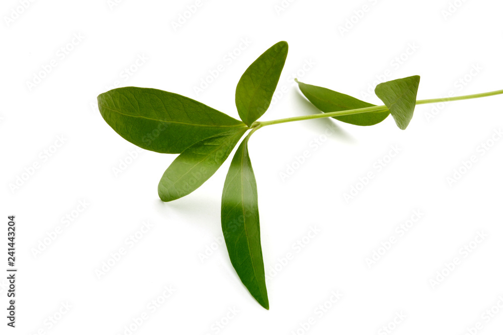 Obraz premium Green alone leaf on white background.