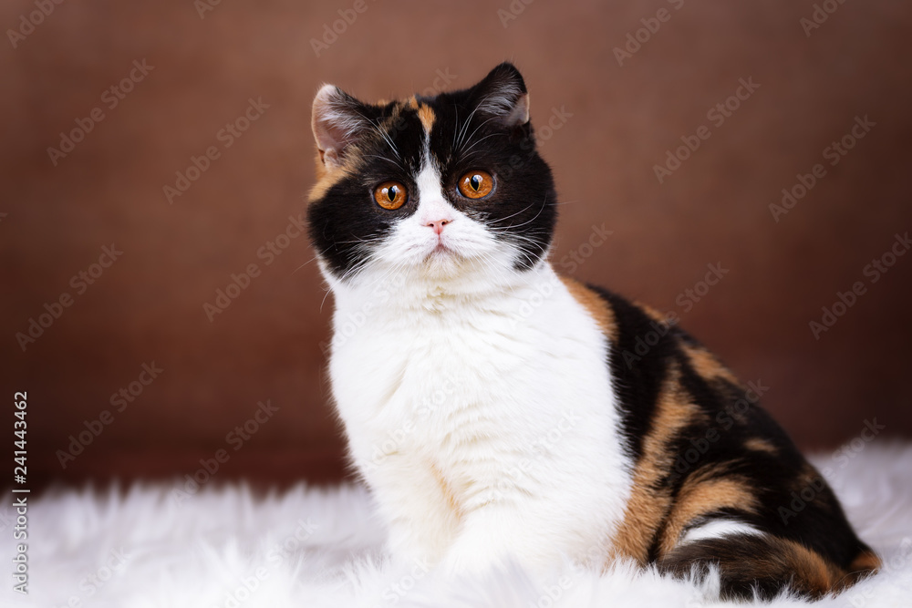 Glückskatze in Tricolor - Britisch Kurzhaar Kitten