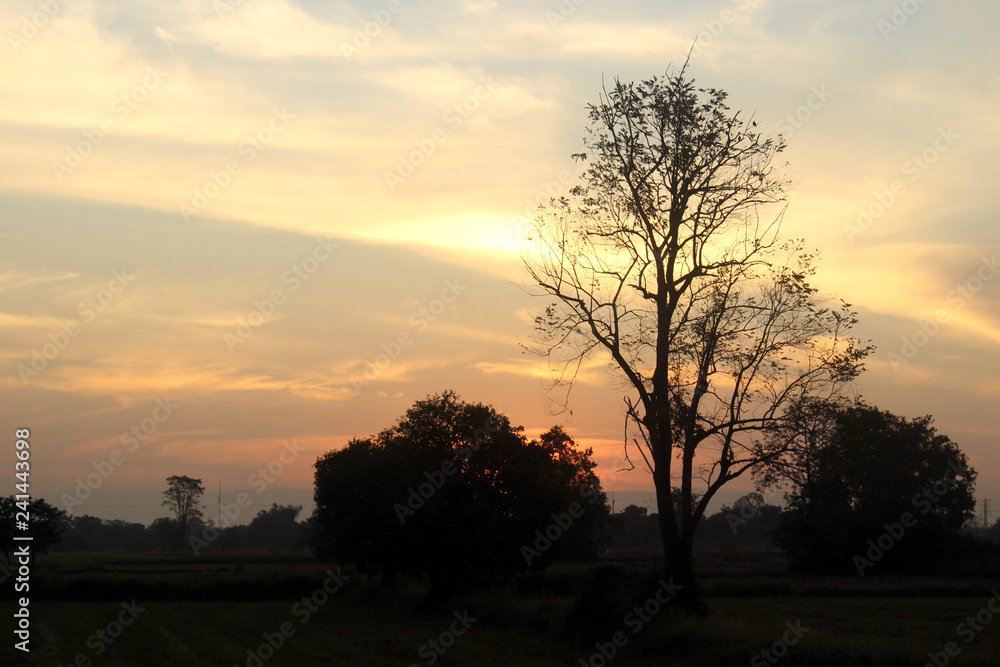 Fototapeta premium morning light