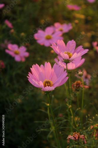 pink stars