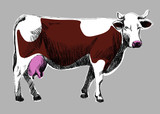 łaciata krowa 01
