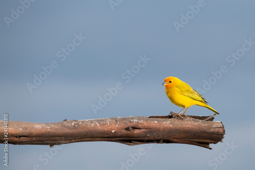 Fotografía Beautiful bird. Saffron finch - Sicalis flaveola