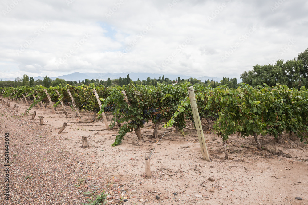Vineyard in Mendoza wine country, Argentina