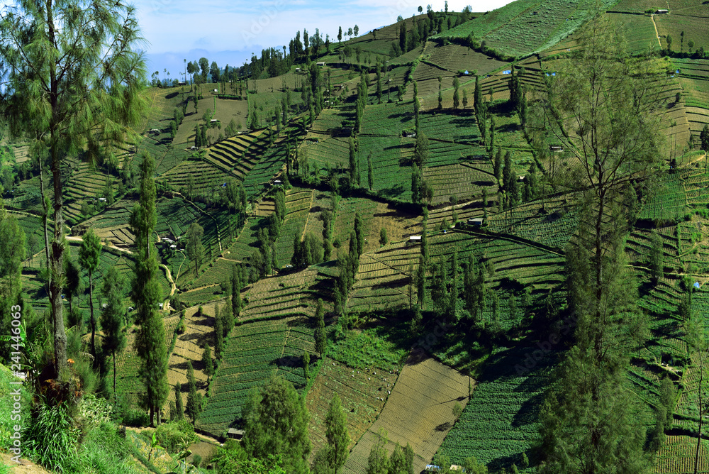 Fototapeta premium Aerial view of the farms and fields in East Java Island, Indonesia
