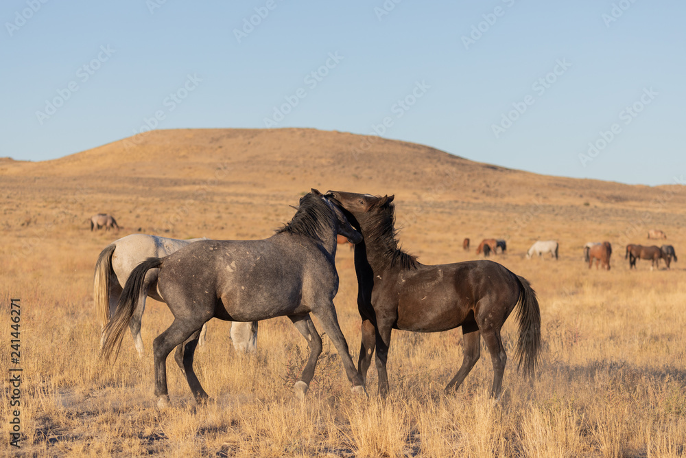 Wild Horse Stallions Sparring in the Utah Desert Wild Horse Stallions Sparring in the Utah Desert