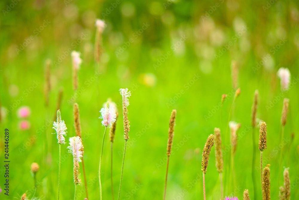 Grass in the meadow.
