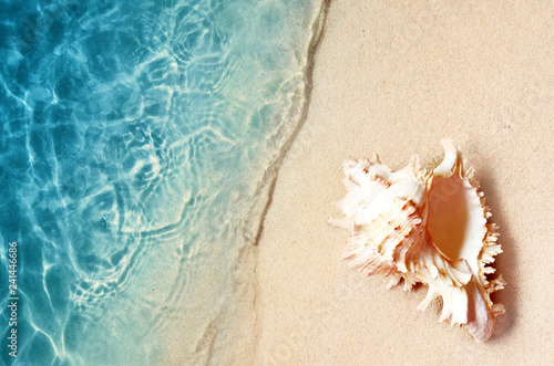 Seashell on the summer beach in sea water. Summer background. Summer time. © Belight