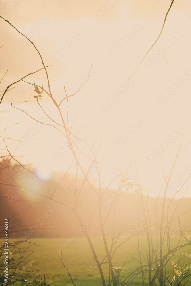 Nature Nature