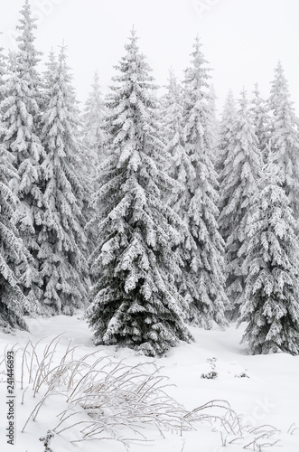 Winter landscape of a pine forest in the mountains. Trees are very tall and covered with fresh snow.