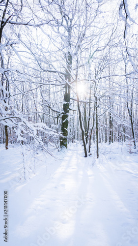 Sonniger Wintertag im Wald © gleichpaul71