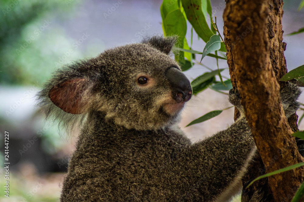 Obraz premium Animal / Wildlife concept. Beautiful close up view of cute liitle koala bear baby on the eukalyptus tree eating leaves. Wildlife animal in nature. Brisbane, Australia