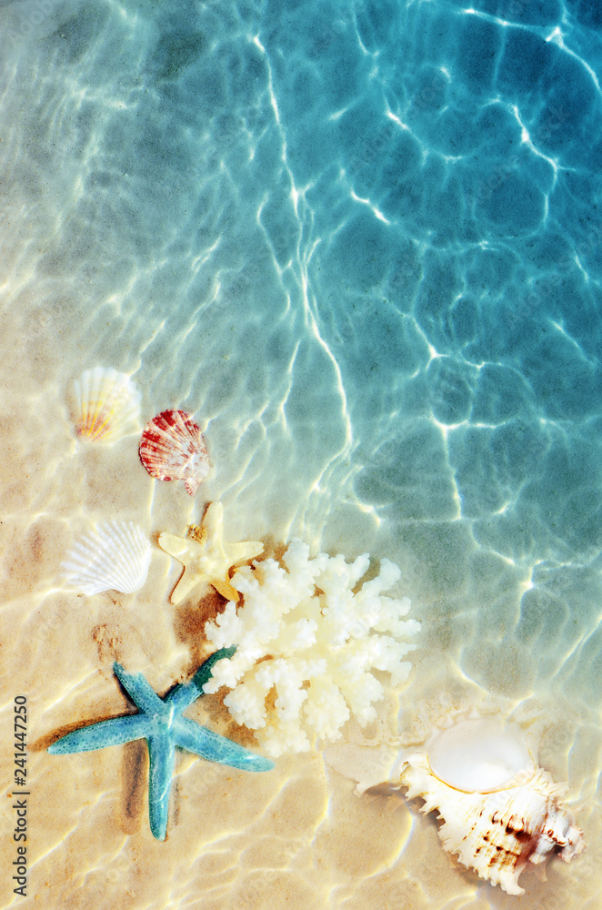 Seashell on the summer beach in sea water. Summer background. Summer time.  Stock Photo | Adobe Stock