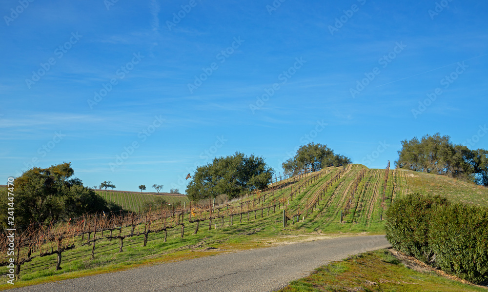 Country road through California chardonnay  vineyards in the United States