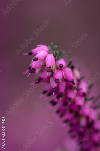 Pink winter heath