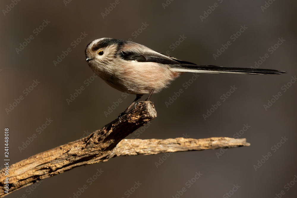 Fototapeta premium codibugnolo sui rami del bosco